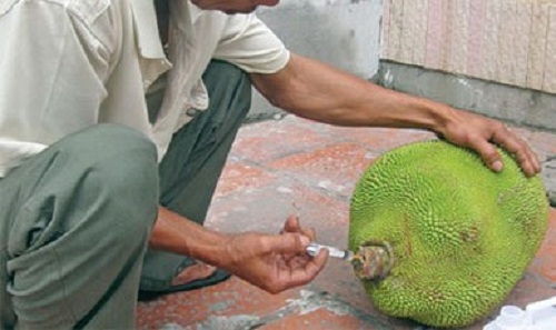 Tác hại nguy hiểm khi ăn phải mít tiêm thuốc ép chín-1