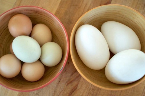 Ăn trứng ngỗng như thế nào để thai nhi thông minh?