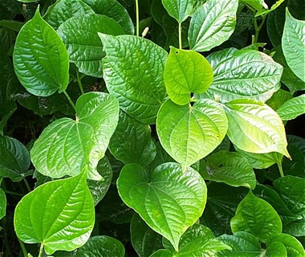 lá trầu không