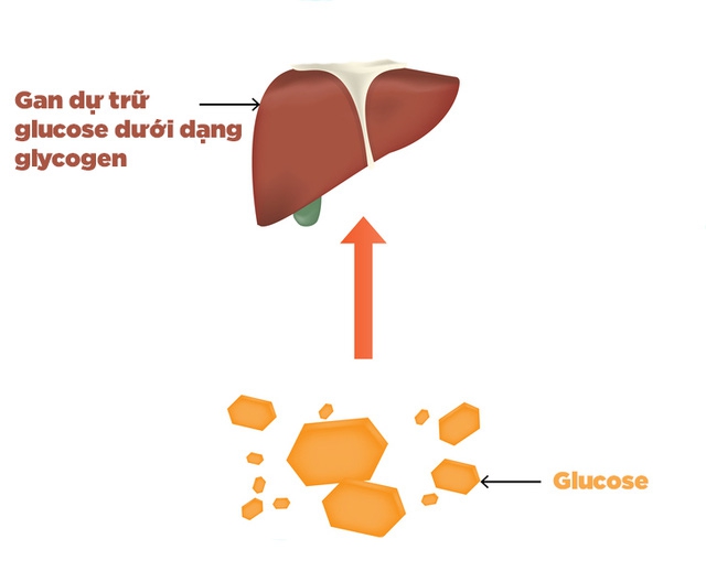 Cơ thể có thể lưu trữ khoảng 2.000 Calo glucose trong gan và cơ xương