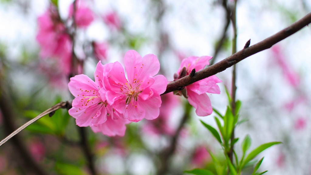 Bà bầu có cần kiêng ăn đào?