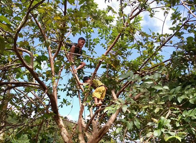 Học sinh điểm trường Huồi Máy vẫn thường phải hái ổi ăn thay cơm khi bố mẹ vào làm rẫy trong rừng